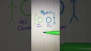 Meiosis explained in less than 2 minutes 🧬 LetsTakeACellfie [upl. by Jacinthe708]