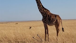 Lioness watching a giraffe calf struggling to stand [upl. by Drexler]