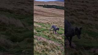 Hole hopper ferreting hunting rabbiting lurcher fieldsports rabbitexpress workingdog [upl. by Eudora330]