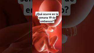 🤔 ¿Qué ocurre en la semana 19 de embarazo 🤰 Síntomas y desarrollo del bebé [upl. by Aela]