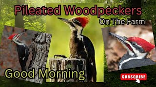 Pileated Woodpeckers quotMating Dancequot Its a Good Morning on the Farm [upl. by Nhar152]