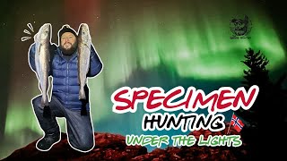 Specimen Hunting Under The Northern Lights In Norway 🎣 Fishing With Wayne [upl. by Ahtnams]