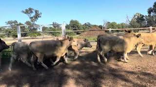 EU Charolais Heifers [upl. by Jarrett541]