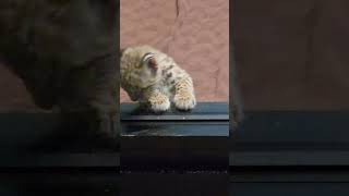 Absolutely Adorable Baby Bobcats Kittens in the Nursery 😺 [upl. by Meave654]