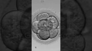 Development of embryo [upl. by Yssim]