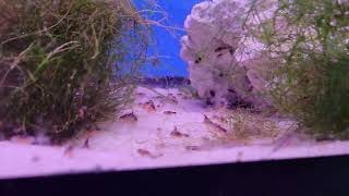 synodontis petricola fry vs baby brine shrimp [upl. by Addis]