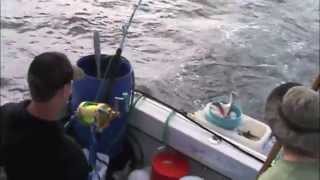 1098lb California state record mako catch video [upl. by Esoranna754]