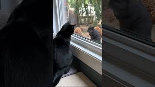 The Stare Down tuxedocat squirrel backyardwildlife [upl. by Llecrup]