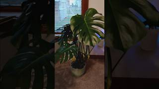 Giant Monstera Deliciosa growth guide plants gardening plant houseplants tutorial tutorials [upl. by Lesslie]