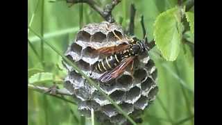 Polistes nimpha vosík obecný [upl. by Leshia314]