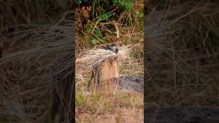 Marmotta si prepara per l’inverno animals mountains wildnature nature wildlife marmotte [upl. by Pablo]