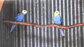 PaleHeaded Rosellas  BirdSpyAus [upl. by Yeleak]