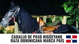 CABALLO DE PASO HIGUEYANO UNA RAZA DOMINICANA MARCA PAIS [upl. by Servais]