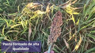 Brachiaria ruziziensis com sorgo granífero [upl. by Tillion]