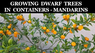 Growing Dwarf Citrus Trees In Containers  Kishu Mandarin [upl. by Pegma567]