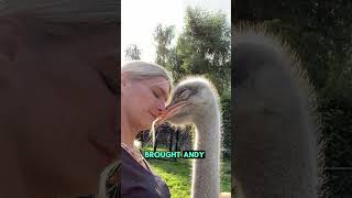 An ostrich ran into the highway to chase love animals ostrich shorts love story [upl. by Raskind]