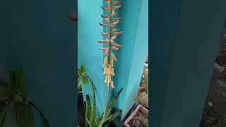 Aloe vera paudha mein phool hai [upl. by Ainevul]