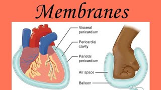 Anatomy amp Physiology Membranes [upl. by Smoht]