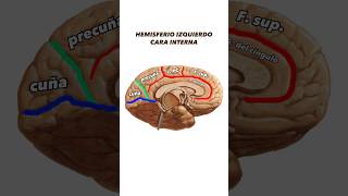 EL CEREBRO DERECHO lecturasconconciencia [upl. by Channing]