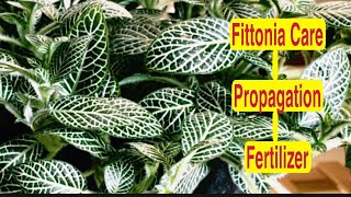 Hanging Basket plant Fittonia plant care HowTo Grow and Care Fittonia Fittonia propagation [upl. by Dunlavy]