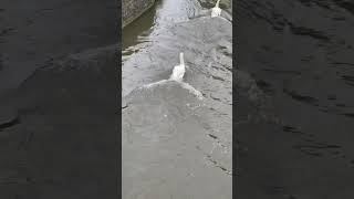 Swans in river having fun waterbirdbirdsRiver ￼ [upl. by Karsten]