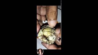 Balut egg embryo well known exotic food I Most of the Philippines viral asmr trending [upl. by Oidale]