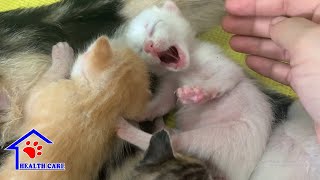 4 days after rescue a mama Cat and her 3 Cutest Baby newborn kittens – Ana’s little kittens update [upl. by Koziarz808]