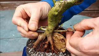 Acer campestre rock planting 4 part 2 [upl. by Megen347]