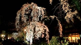 祇園白川・円山公園の桜【Cherry blossoms in Kyoto】 201245 [upl. by Nellaf]