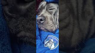 Oldham Athletic Snoozing puppy corsopups corsolove greatdane oldhamathletic [upl. by Jun876]