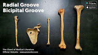 Radial Groove vs Bicipital Groove  The Charsi of Medical Literature [upl. by Hedveh]