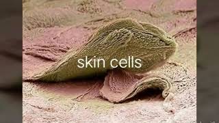 Skin cells under microscope [upl. by Rednav248]