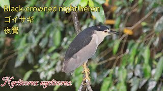 【4K】夜鷺Blackcrowned night heronゴイサギNycticorax nycticorax [upl. by Anelac]