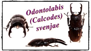 Odontolabis Calcodes svenjae  Präparation  Mounting [upl. by Messab]