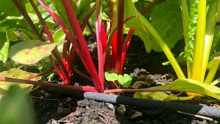 Thinning Beets and Swiss Chard [upl. by Maier]