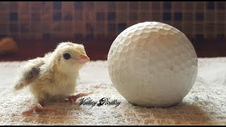 Snowflake Bobwhite Quail hatching [upl. by Immot]