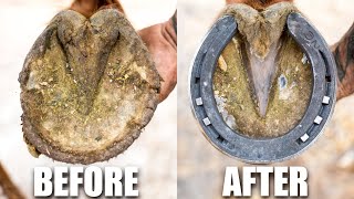 Farrier Hoof Restoration  Satisfying [upl. by Schach]