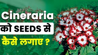 How to grow cineraria from seeds  Cineraria से ढेरों फुल कैसे पाए  Cineraria Plant Care in India [upl. by Ennylcaj]