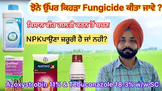 Azoxystrobin 11 amp Tebuconazole 183 ww SC ਝੋਨੇ ਉੱਪਰ ਕਿਹੜੀ ਫੰਗੀਸਾਈਡ ਕੀਤੀ ਜਾਵੇ  khetibadi paddy [upl. by Lindner]