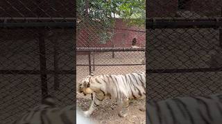 08 Safari m tiger aagya😱 radheradhe minivlog nehruzoopark whitetiger youtubevideo [upl. by Elinad]