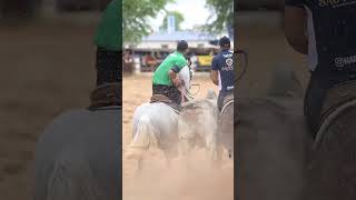 NOVO LÍDER DO PORTAL VAQUEJADA 2024 aovivo E CAMPEÃO EM PETROLINA HOJE [upl. by Ronyar]