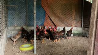 Innovative Chicken Farming Techniques Elevating Your Poultry Game [upl. by Friedrick]