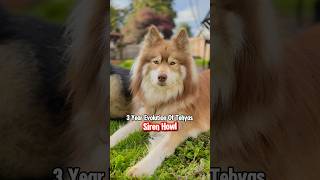 3 Years Of Tehya’s Siren Howls dogs husky lol dogshorts shorts funny pets howling doglover [upl. by Asillim643]