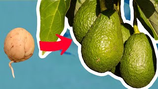 Avocado pflanzen ohne Zahnstocher  Einfach durch Kern vermehren [upl. by Victorie939]