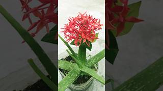 Propagation of Ixora coccinea flowers by tops shorts [upl. by Anavi515]