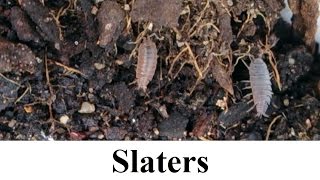 Slater  Wood Lice  Sow Bug  Pill Bug  Roly Poly  Woodlouse Insect  Short Documentary [upl. by Oir640]