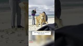 Hyper Dog Ruins Romantic Beach Proposal shorts [upl. by Alenas]