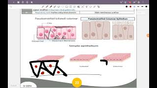 Epithelial Tissueالمحاضرة الثانية [upl. by Latricia]