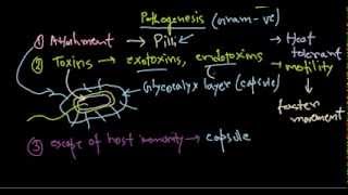 Pseudomonas aeruginosa pathogenesis [upl. by Misak]