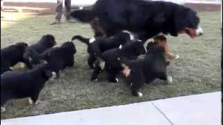 Bernese Mountain Dog Puppies [upl. by Ahseena537]